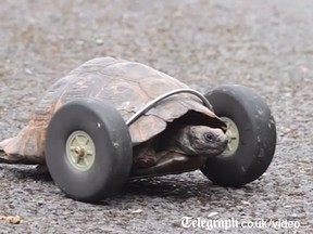 A tortoise who had its front legs gnawed off has been given wheels for legs.
(Screenshot from YouTube)