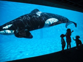 Young children get a close-up view of a killer whale during a visit to the animal theme park SeaWorld in San Diego, Calif., in this March 19, 2014 file photo. (REUTERS/Mike Blake/Files)