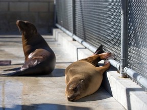 Sea lion pups rest in their enclosure after being rescued in California.  Thousands of pups have washed ashore in California this year, inundating animal rescue centres.  REUTERS/Mario Anzuoni