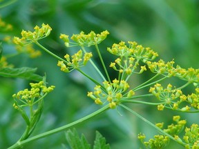 Wild parsnip can cause severe burns and blisters in some people. POSTMEDIA NETWORK FILES
