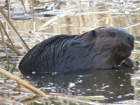 Dan Gallagher of Espanola is this week's Sudbury Star Outdoors Photo Contest winner with this photo of a beaver he took at Black Creek in Espanola. Gallagher wins a pair of Imax passes for submitting the winning entry.