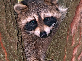 Mayor John Tory is waging war against the masked critters found across Toronto. (Brian Thompson/Postmedia Network/Files)