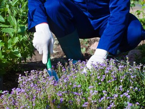 Ground phlox are wonderful in sunny rock gardens, for edging or in mixed containers, and once well-established are drought-tolerant.