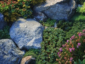 Relatively easy and inexpensive to design and build, rain gardens can be 
naturalistic or more manicured, and can include a variety of plants.