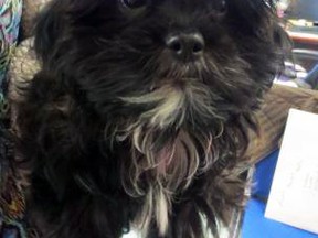 Edith the 12week-old Shih Tzu, was stolen from the Kingston Humane Society in Kingston, Ont. on Saturday May 2, 2015. Steph Crosier/Kingston Whig-Standard/Postmedia Network
