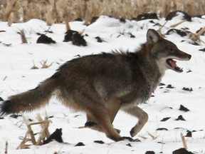 A coyote on the run. FILE PHOTO