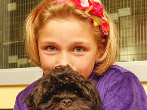 Eight-year-old Kiara McDougall holds her newly adopted puppy on Tuesday May 5, 2015. The 12-week-old female Shih Tzu had been stolen and then returned to the Kingston Humane Society this past weekend in Kingston, Ont.. Julia McKay/The Kingston Whig-Standard/Postmedia Network