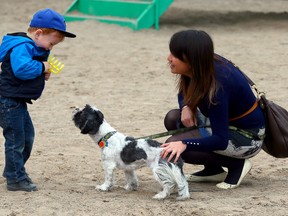 Sun reporter Jenny Yuen and Wampa approach Devon Parton-Johnson in the Beaches on Tuesday, May 5, 2015 with permission of the boy's mom. Devon ran back to his mom after being asked to pet Wampa. (Dave Abel/Toronto Sun)