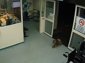 Security cameras captured a koala wandering through the emergency ward of an Australian hospital. (YouTube screengrab)