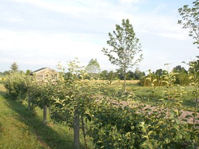 apple fence