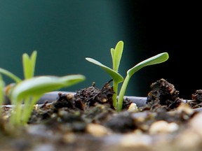 milkweed