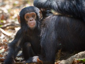 A baby chimp and his mother. 

(Fotolia)