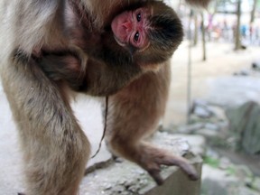 A Japanese zoo said on May 7 it is rethinking the name of a baby monkey after a public poll decided on "Charlotte"  following complaints it was disrespectful to Britain's newborn princess. (AFP PHOTO/Mount Takasaki Wild Monkey Park)