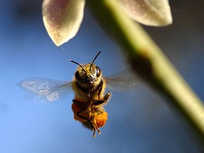 A Honey Bee collects pollen. (Postmedia Network)