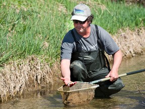 Dave Johnson of the Upper Thames River Conservation Authority displays one of the 5,000 young brook trout released in streams Thursday in Zorra Twp. The project included the help of The Thames River Anglers and Upper Avon Conservation Club. (DEREK RUTTAN, The London Free Press)