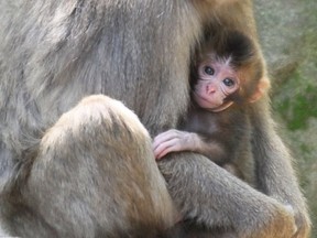 A female baby monkey named Charlotte is held by its mother at the Takasakiyama Natural Zoological Garden in Oita, southwestern Japan, in this photo taken by Kyodo on May 8, 2015. (REUTERS/Kyodo)