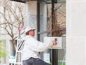 A beekeeper tries to coax bees inot a honey bee box. Downtown was abuzz with onlookers as they stopped to take photos of thousands of honey bees that made their home on the front entrance to the TD Commercial Banking at the corner of King and Queen St.'s. The bees arrived Thursday night and are expected to leave the scene once the temperatures warm up.  Friday May 8, 2015 in St. Catharines, Ont. Bob Tymczyszyn/St. Catharines Standard/Postmedia Network