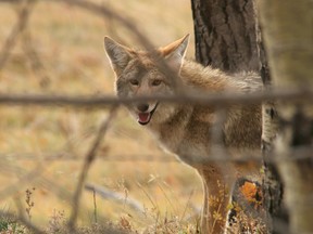 A coyote peers out from trees along an old irrigation canal near Gem, Alta., in this Oct. 14, 2014 file photo. (Mike Drew/Postmedia Network)