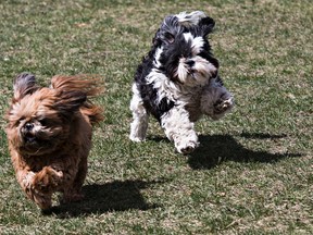 Purebred Shih Tzus Keachy, left, and Maximus, right, owned by Kathy Sebo, frolic in Mill Woods dog park in Edmonton, Alta. on Thursday, April 30, 2015. Codie McLachlan/Edmonton Sun/Postmedia Network