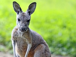 Baby kangaroo. 

(Fotolia)