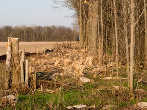 This submitted photo shows where trees were removed in Lambton Shores as part of construction work for Suncor and NextEra's Cedar Point wind energy project. The trees were part of a provincially protected zone. (Handout)