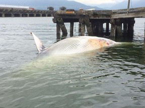 Fisheries and Oceans Canada say they have a team of about 15 experts working on the fin whale to determine when and how it died. A cruise ship hauled the whale into Vancouver harbour on Sunday. Fisheries and Oceans Canada photo
