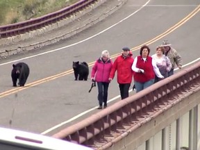 Tourists run away from a black bear and its cubs in Yellowstone National Park. (YouTube screengrab)
