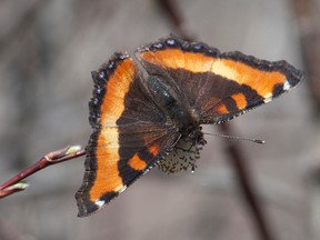 A Milbert's Tortoiseshell butterfly. The butterfly hibernates during the winter in Alberta. (Supplied Photo)