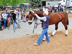 Trainer Bob Baffert walks Kentucky Derby winner and Preakness Stakes favourite American Pharoah to the barn after arriving at Pimlico on Wednesday. (AFP)