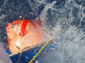 An opah fish. 

REUTERS/NOAA Fisheries/Southwest Fisheries Science Center/Handout