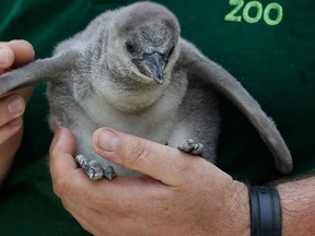 File photo of a zoo keeper holding a 4-week-old Humboldt penguin at the London Zoo on May 26, 2011. REUTERS/Suzanne Plunkett