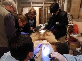 Toronto Zoo's giant panda Er Shun during an artificial insemination procedure on Thursday, May 14. 2015. (Supplied)