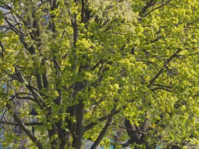 Alison Doyle relaxes in the sunlight beneath a tree in Victoria Park in London, Ont. last week. The temperature will be warm enough this holiday weekend ? reaching the mid to high 20s C ? but rain could spoil things. (CRAIG GLOVER, The London Free Press)