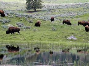 A herd of bison graze in Lamar Valley in Yellowstone National Park, Wyoming, in this file photo taken June 20, 2011. (REUTERS/Jim Urquhart/Files)