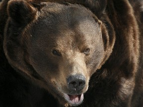 A Siberian brown bear is pictured in this Reuters file photo (REUTERS/Ilya Naymushin)