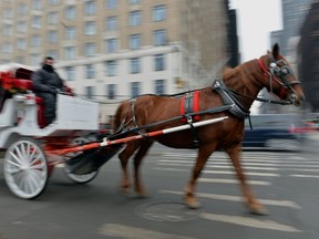 There's no point in the City of Toronto licensing horse-drawn vehicles for sightseeing tours as the city has banned horse-drawn vehicle use on any street with the exception of police, the military or special events authorized by transportation services. (AFP/Getty files)