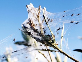Wild plants are covered in spiderwebs, formed as spiders escape from flood waters, in Wagga Wagga March 7, 2012. (DANIEL MUNOZ/Reuters)