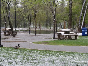 A Mallard duck navigates through the snow in Assiniboine Park on Monday, May 18, 2015. (RYAN SIMON/Winnipeg Sun)