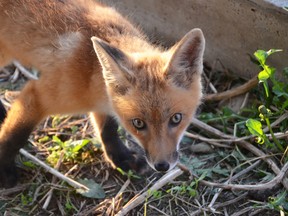 A young fox, a kit, at Heaven’s Wildlife Rescue, a rehabilitation and education centre in Oil Springs. Rehabilitator Peggy Jenkins says the facility is overwhelmed with orphaned animals, with an estimated 120 neonatal raccoons, foxes, squirrels, possums, skunks, groundhogs and turtles currently in its care. (Handout)