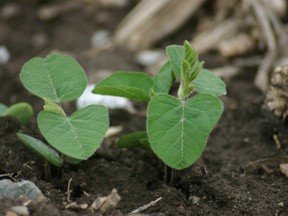 Taco-flavoured soybeans