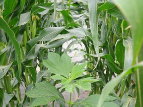 Eric Page: "If you look at the literature, giant ragweed is usually described as a ditch weed." Giant ragweed can grow up to three metres in height but it has a difficult time competingwith corn where its seed production is dramatically reduced.