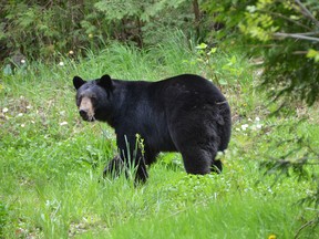 A bear is spotted near an abandoned house near a pedestrian stairway up the ridge along 8th St. A. E. Police were advising people of the animal and asking them to stay away from it. (Rob Gowan The Sun Times)