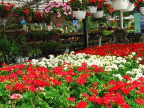 Greenhouses and garden centres are now full of hanging basket options, with no shortage of size and colours to choose from.