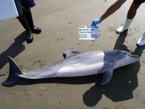 Louisiana Department of Wildlife and Fisheries photo shows one of the stranded dead dolphins that came ashore in 2012 along the Louisiana coast that was being photographed for study in this July 30, 2012 photo released on May 20, 2015. (Louisiana Department of Wildlife and Fisheries/Reuters)