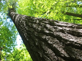 What's believed to be Ontario's tallest tree was recently discovered in Gillies Grove forest in Arnprior, about 40 minutes west of Ottawa. The white pine stands 154 feet high and will be the centrepiece of a ceremony Friday morning at 11 a.m.DOUG HEMPSTEAD/Ottawa Sun