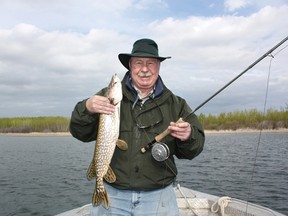 Neil’s Lake Wabamun pike fell for a white and red Deceiver. Neil Waugh photo