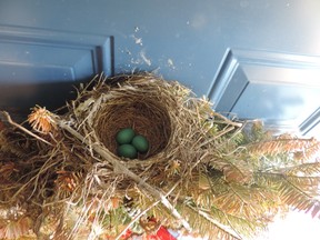 Ottawa family’s procrastination left them unable to use their front door after a pair of birds built a nest in the Christmas wreath they left hanging there. SUBMITTED PHOTO