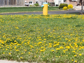 Dandelions are popping up in Edmonton.