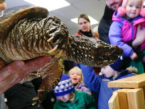 Ambassador Paddy, a 32-year-old snapping turtle on view for visitors during an open house at Kawartha Turtle Trauma Centre (KTTC) in Peterborough in March 2015. (Clifford Skarstedt/Peterborough Examiner/Postmedia Network)