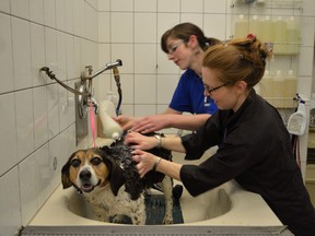 The annual Dog Wash has been a success every year, with all profits given to ACTSS for cancer detection, prevention and treatment. - Thomas Miller, File Photo